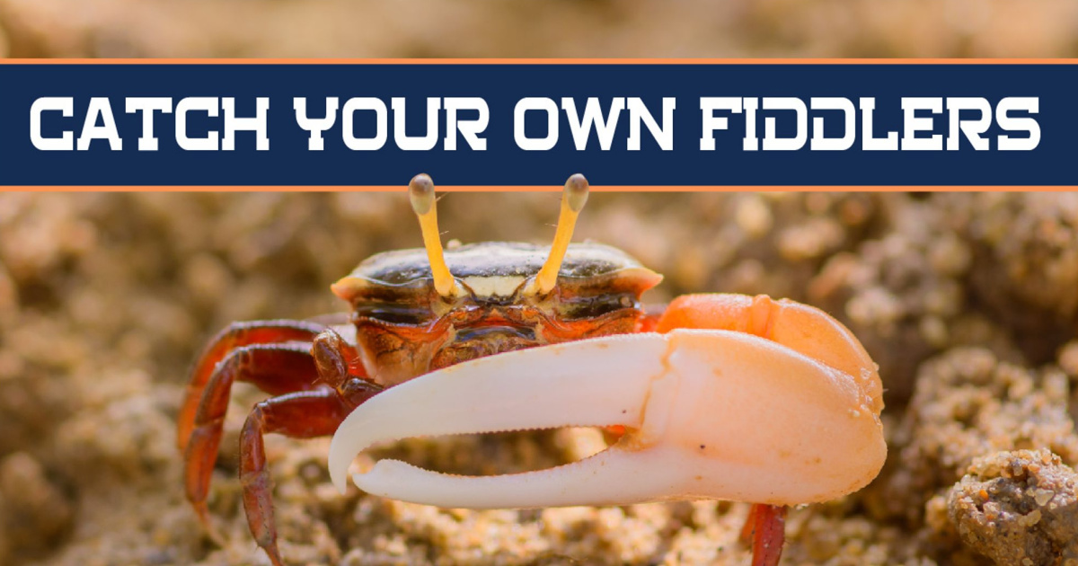 How To Catch Your Own Fiddler Crabs In The Winter