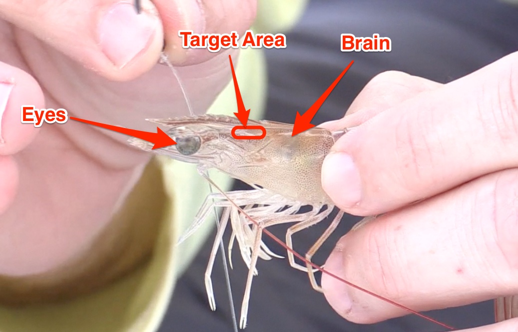 where to hook a shrimp