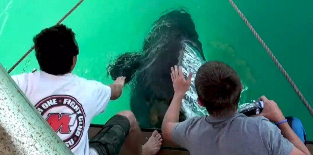 goliath grouper save