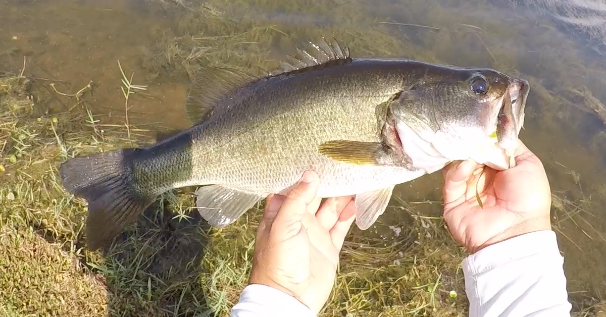 catching bass