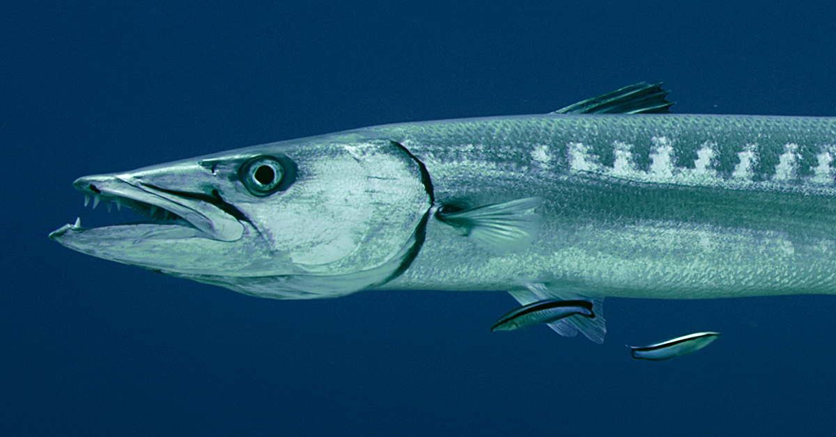 The Best Barracuda Lure (For Fishing The Flats With Light Tackle)