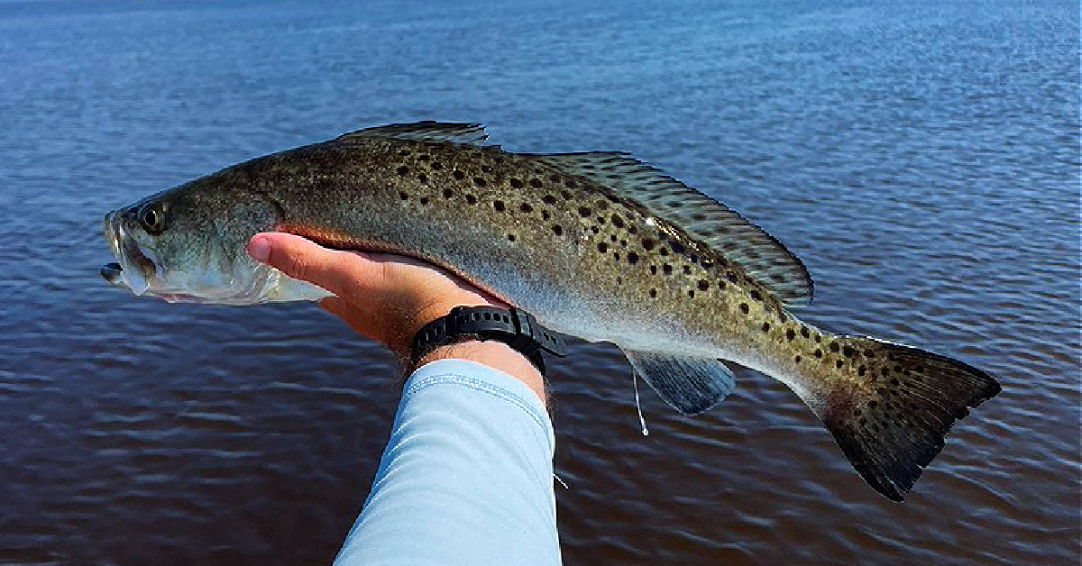 THIS Is The Best Soft Plastic Lure For Summer Trout