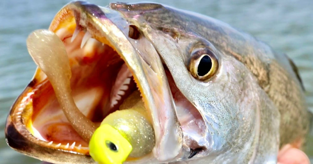 best lures for fall fishing
