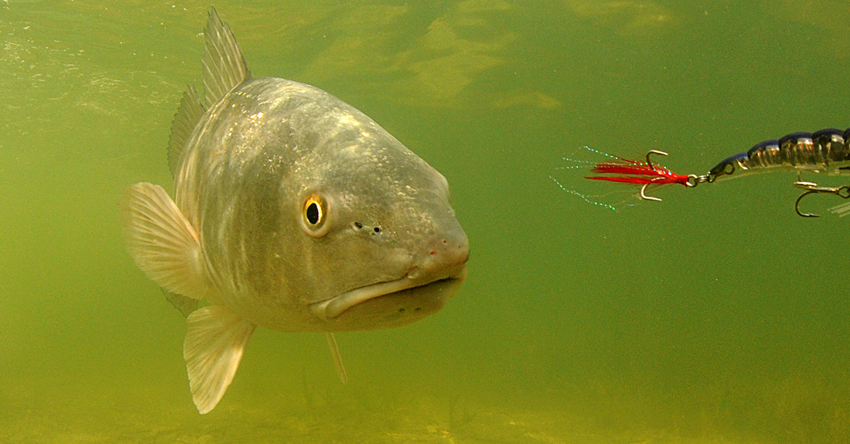 The Best Lures For Redfish (Surprise Answer With Video Proof)!
