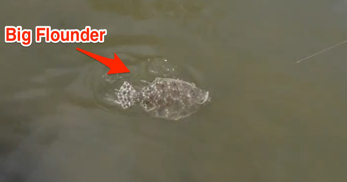 big flounder on fluke