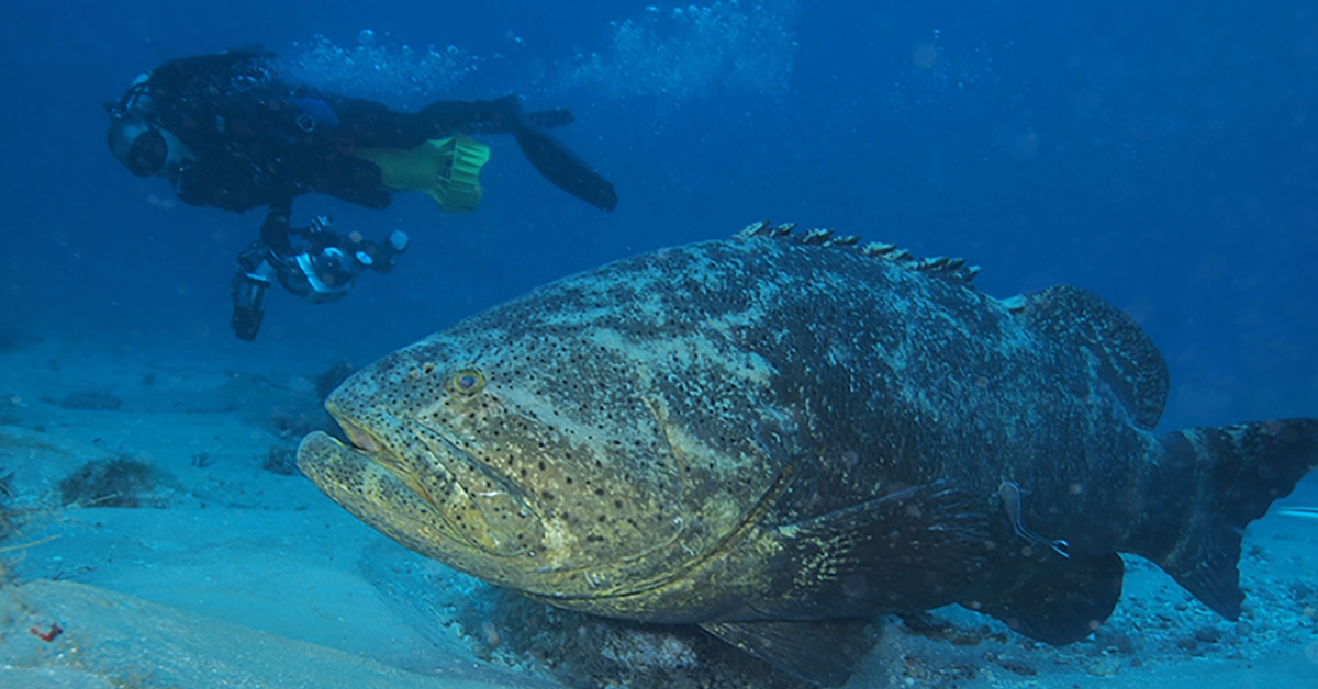 big goliath grouper aka jewfish