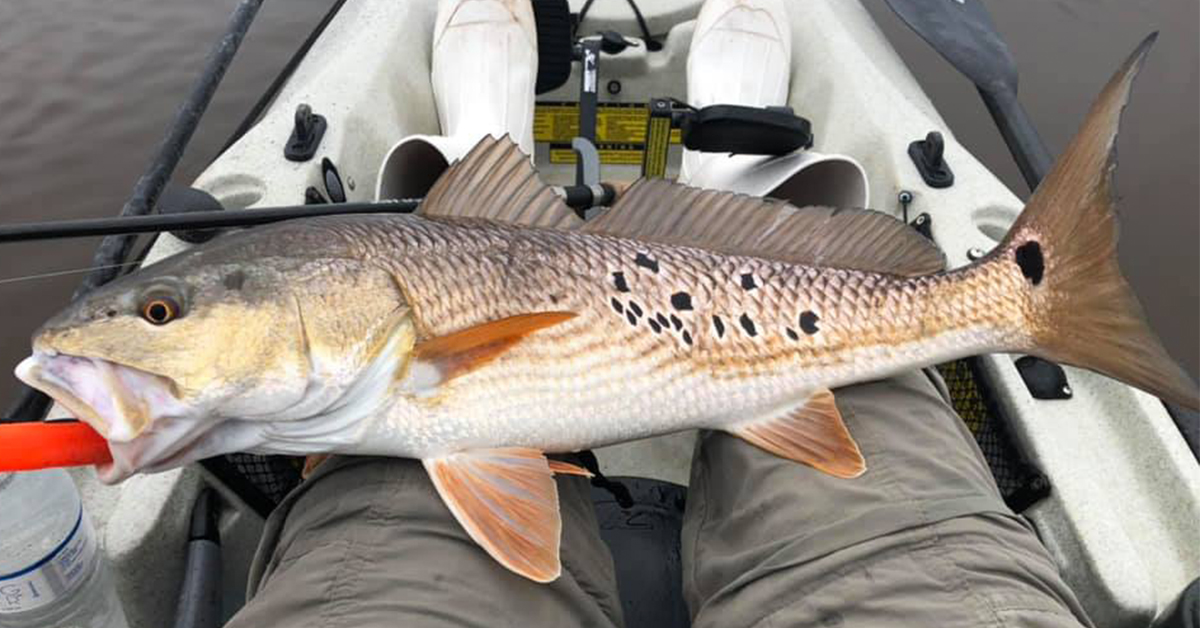 http://nice%20redfish