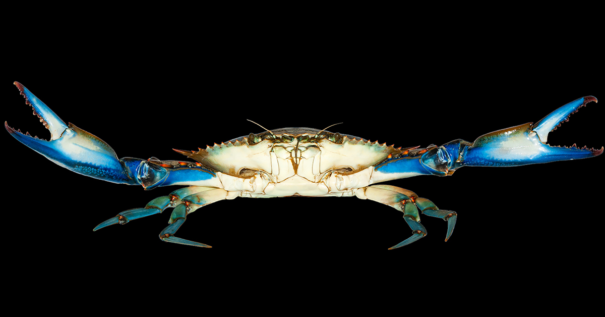 http://when%20to%20use%20blue%20crab