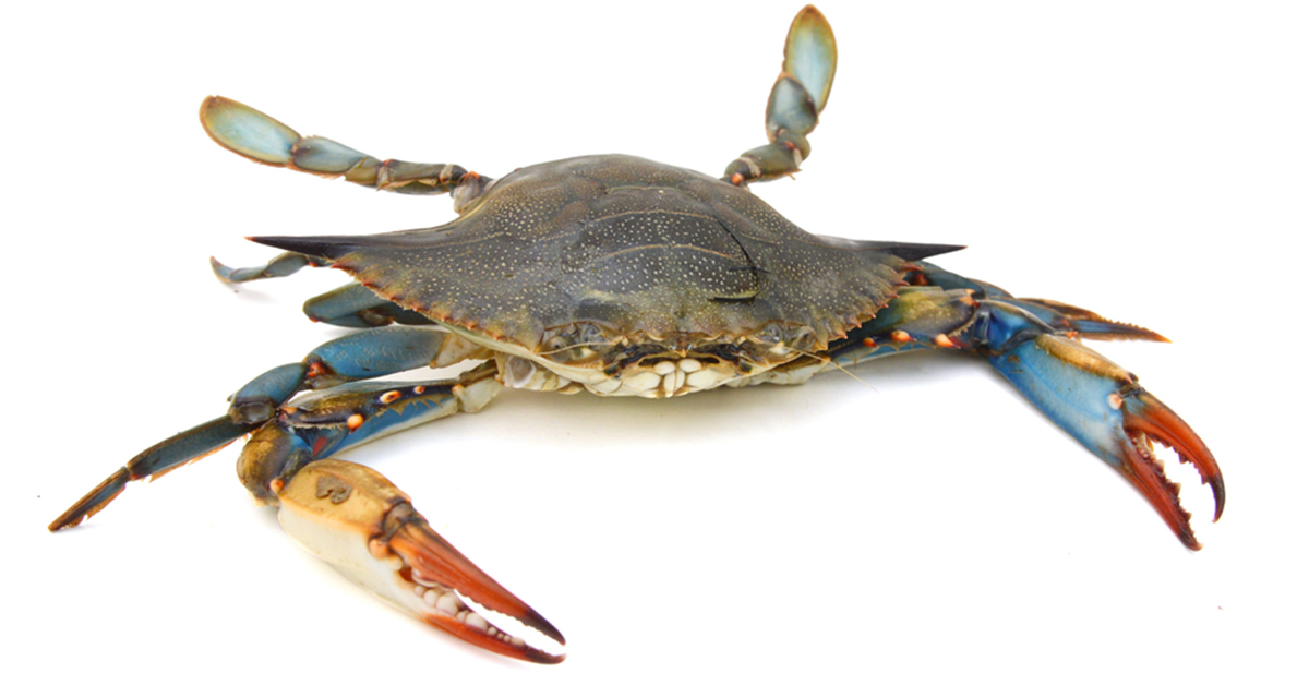 7 Tips For Rigging Blue Crabs For Bull Redfish (Plus Video Proof)