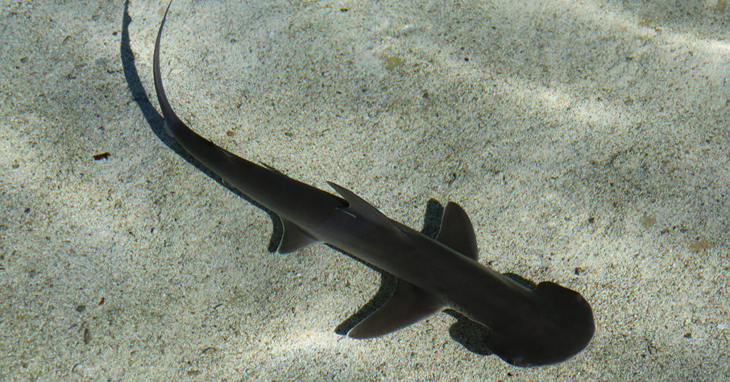 bonnet head shark on artificial shrimp lure