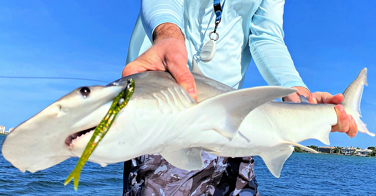 The Best Lure To Use For Catching Bonnethead Sharks On The Flats