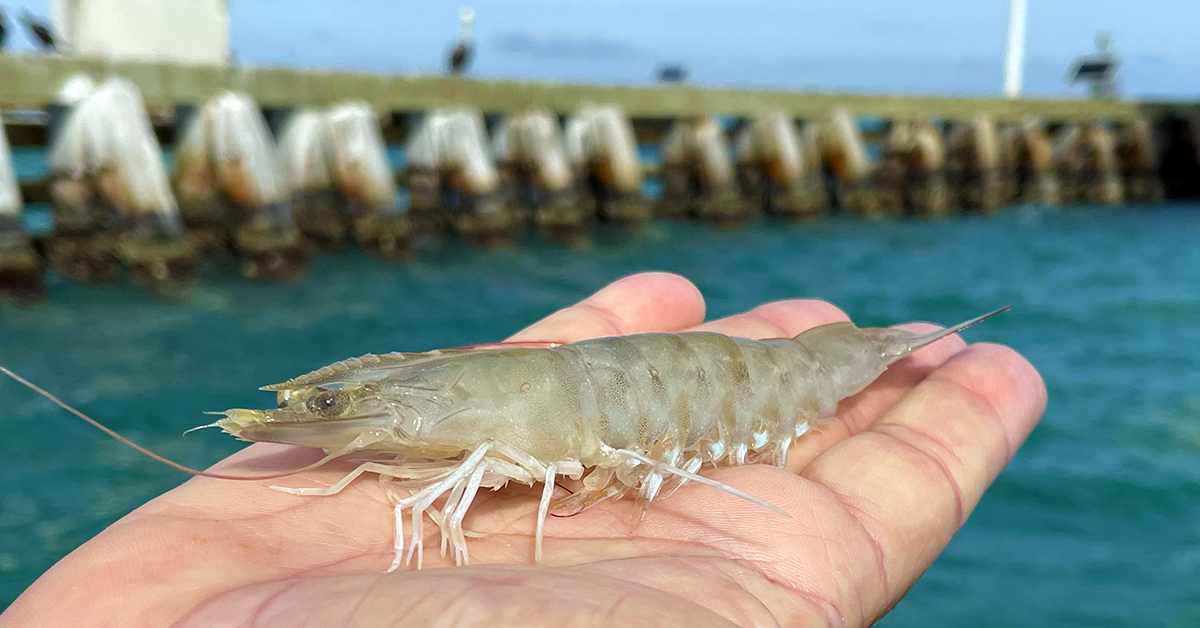 http://bridge%20fishing%20shrimp