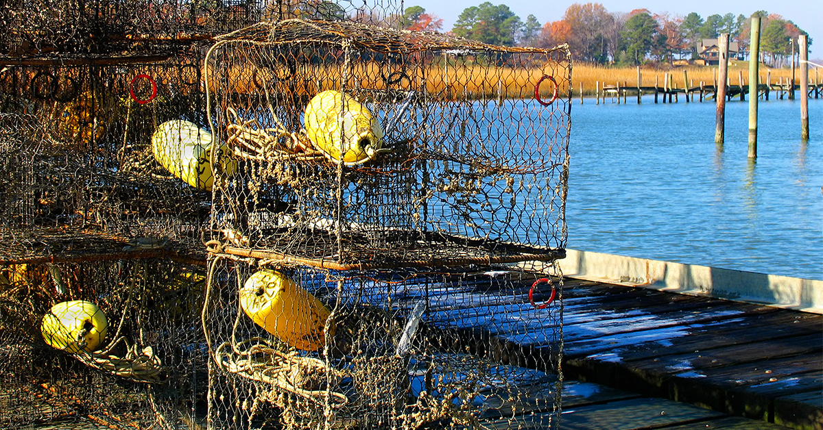 Crab Traps turn to ghost traps