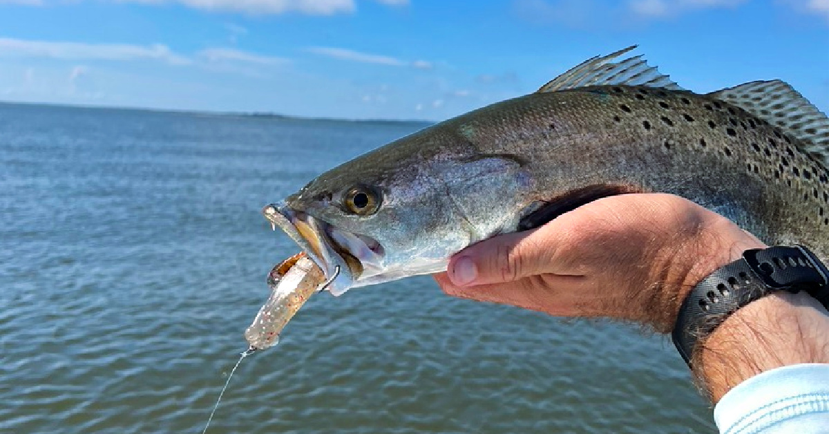 How To Catch MORE Speckled Trout On Artificial Shrimp Lures