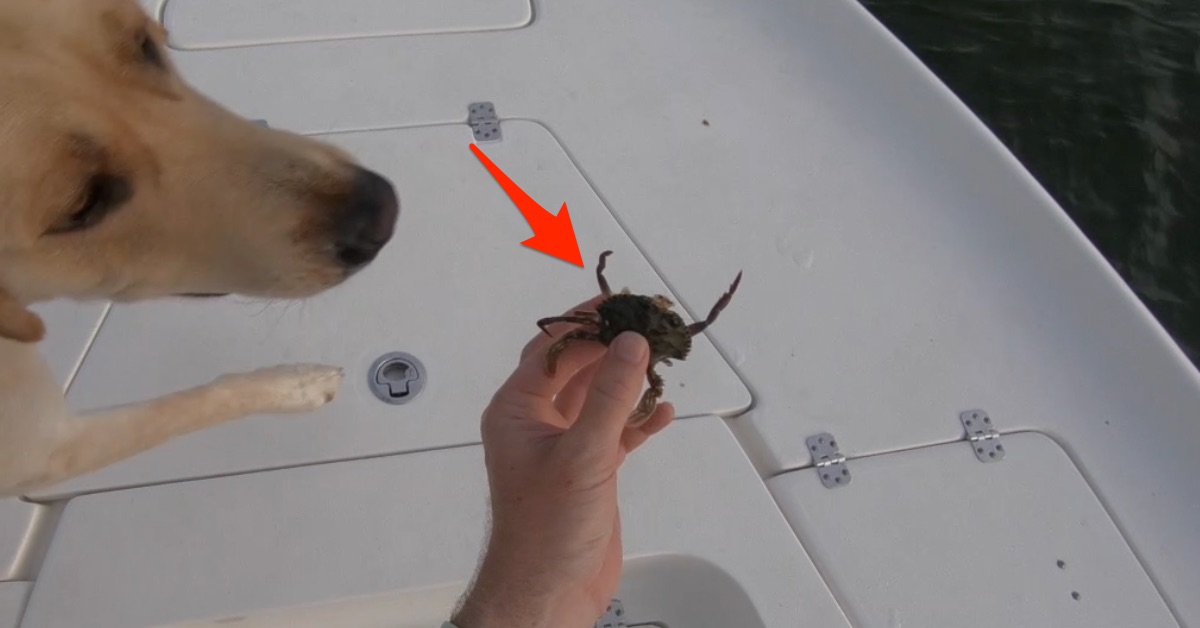 How to catch pass crabs
