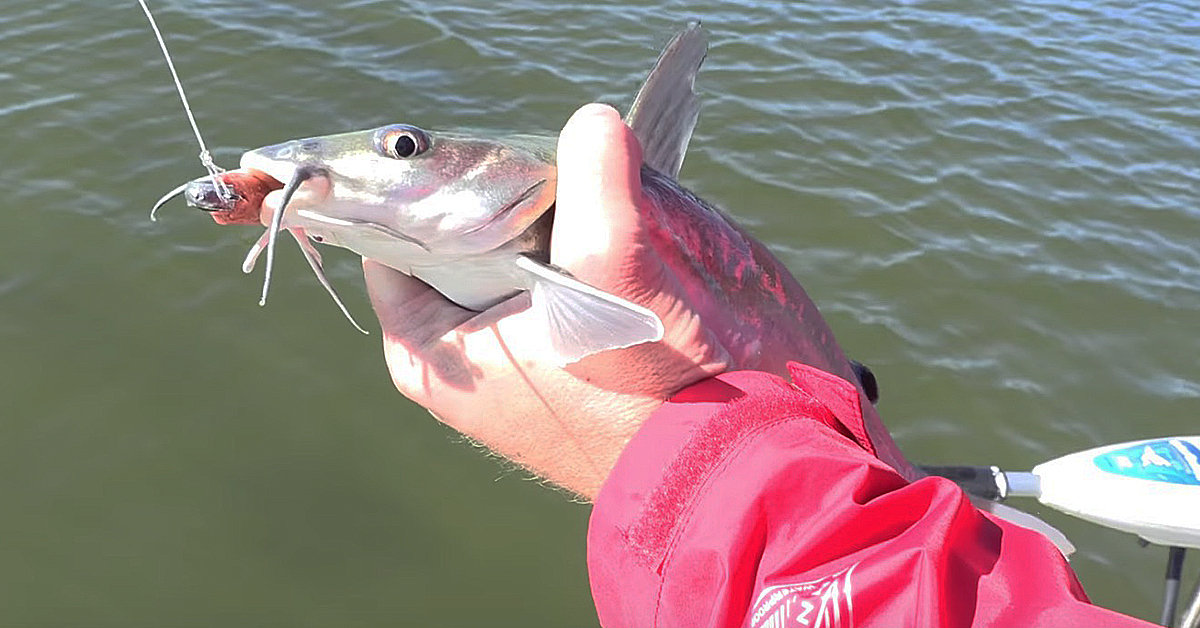 how to hold and unhook catfish