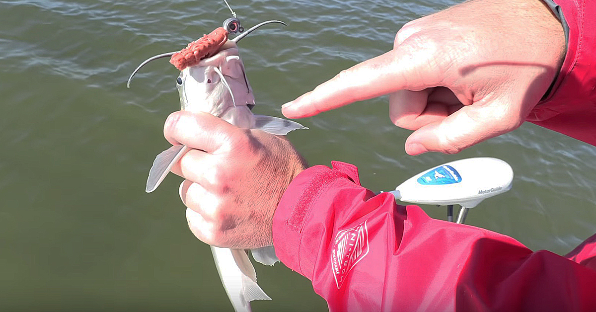 hold and unhook catfish
