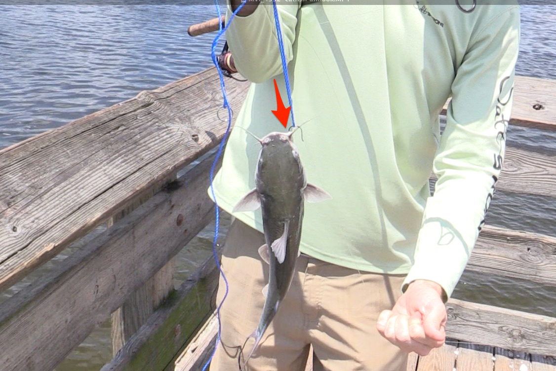 catfish rotate hook point down