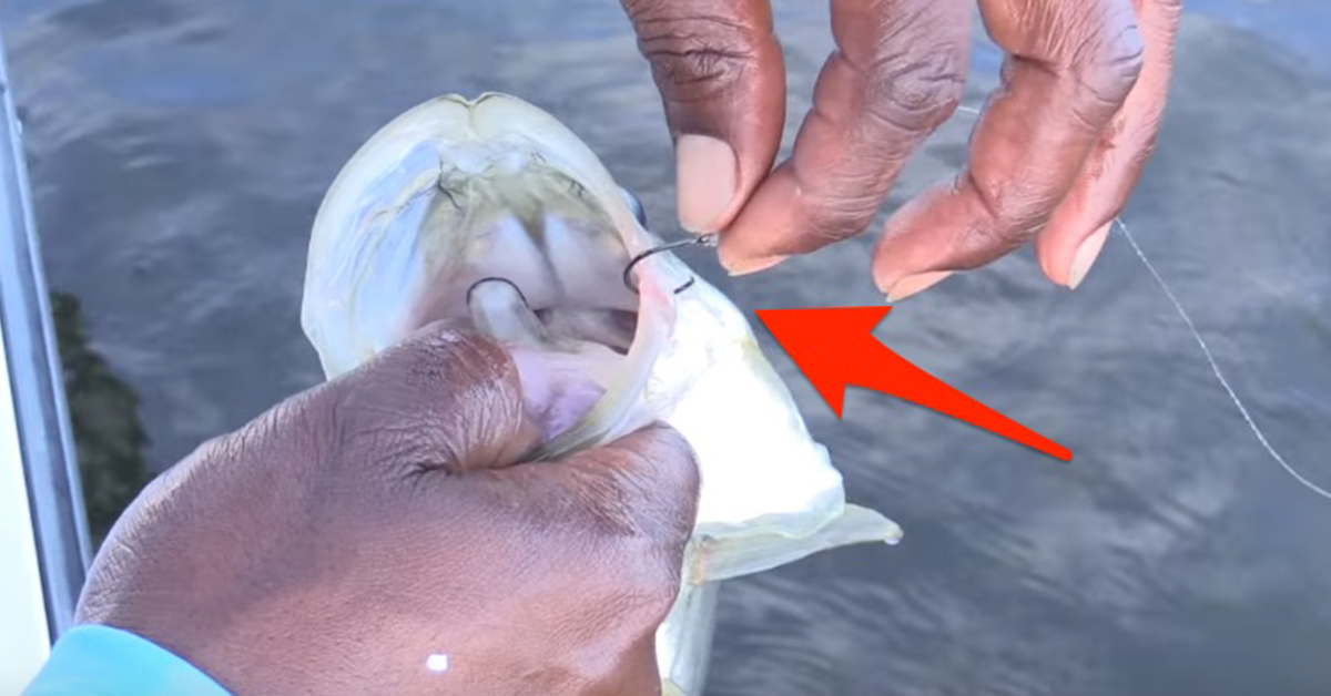 This Is How You Remove A Circle Hook The Easy Way [VIDEO]