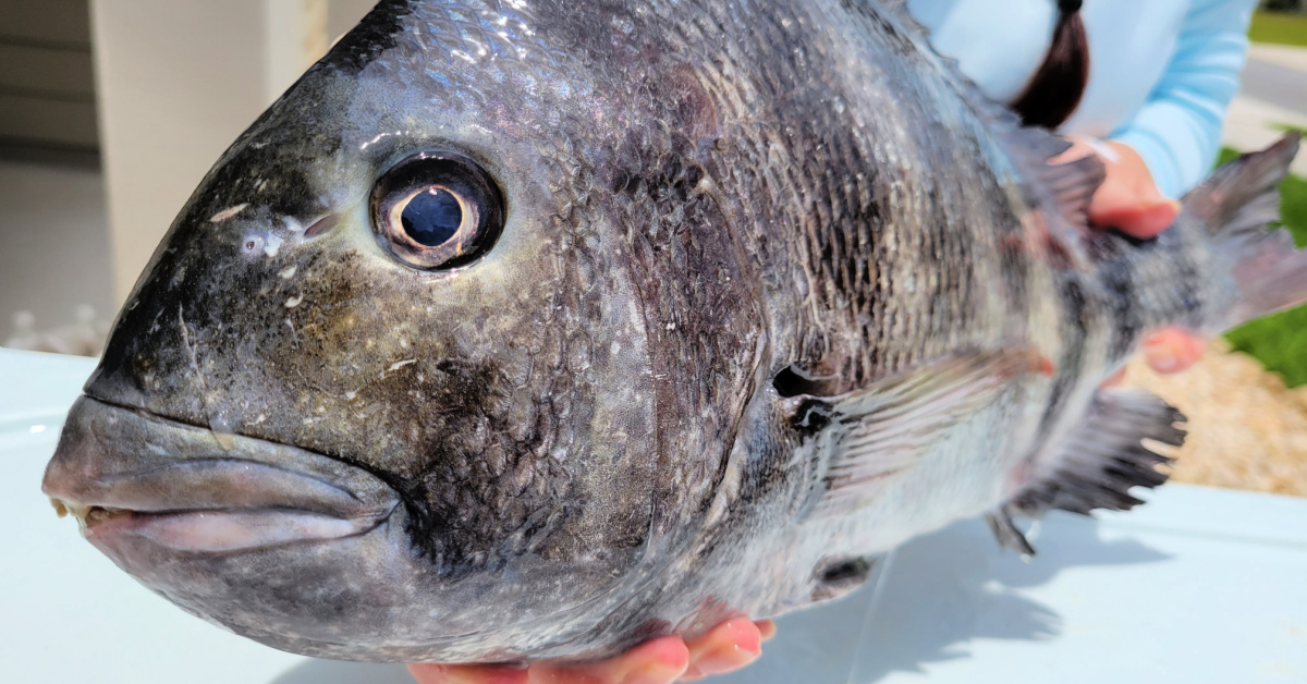 http://catch%20sheepshead%20in%20the%20summer