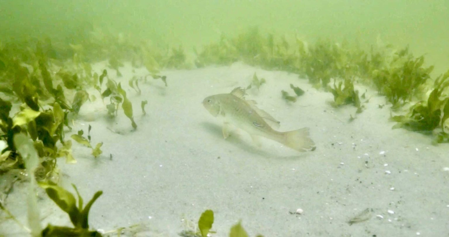 Top 3 Ways To Rig Live Croaker & The #1 Mistake To Avoid