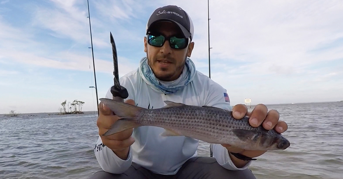 http://cut%20bait%20fishing%20tips%20for%20redfish