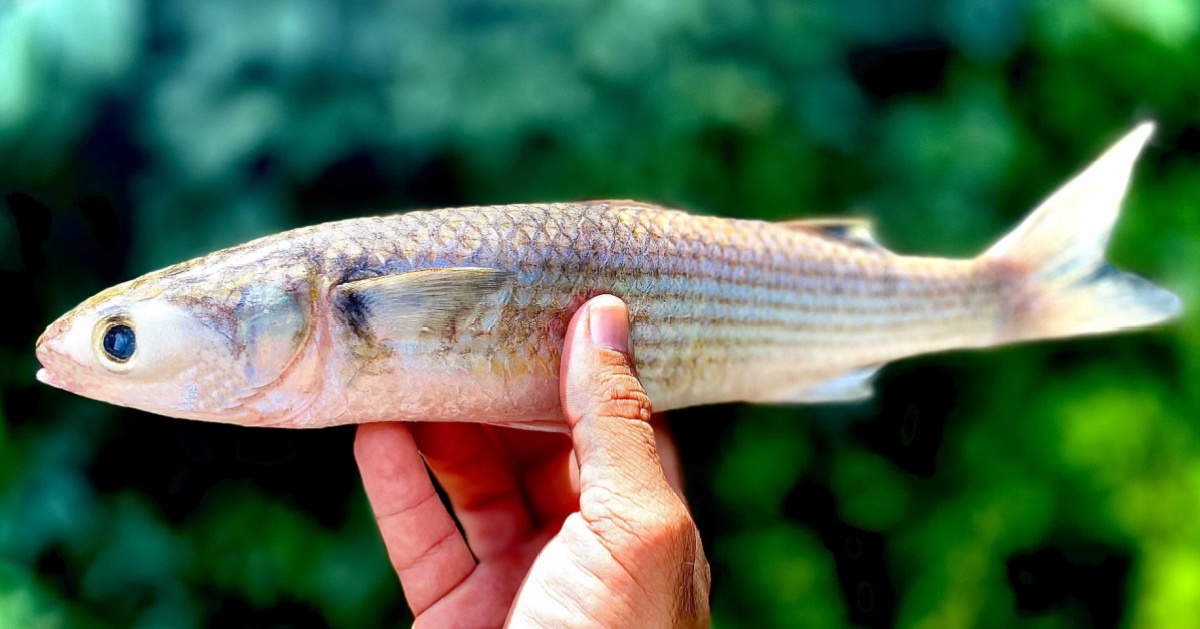 Redfish Bait Challenge: Dead Shrimp Vs Cut Mullet