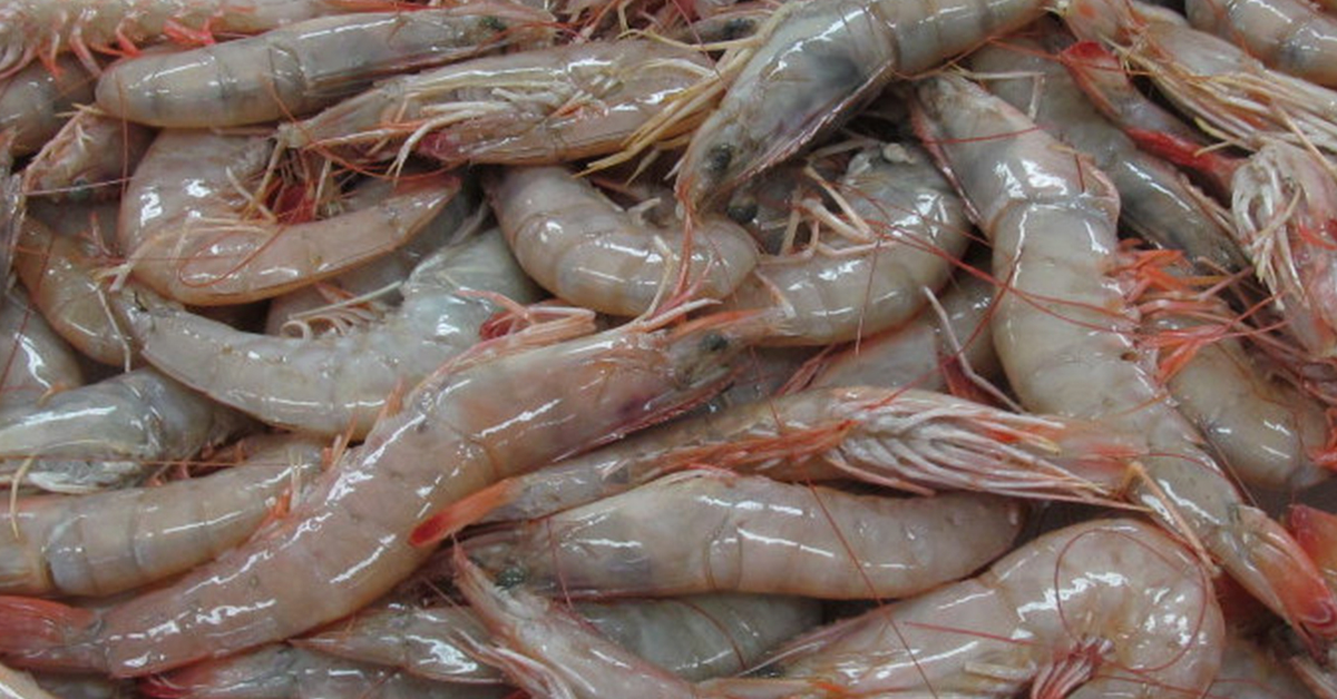 how to rig dead shrimp on a jig head