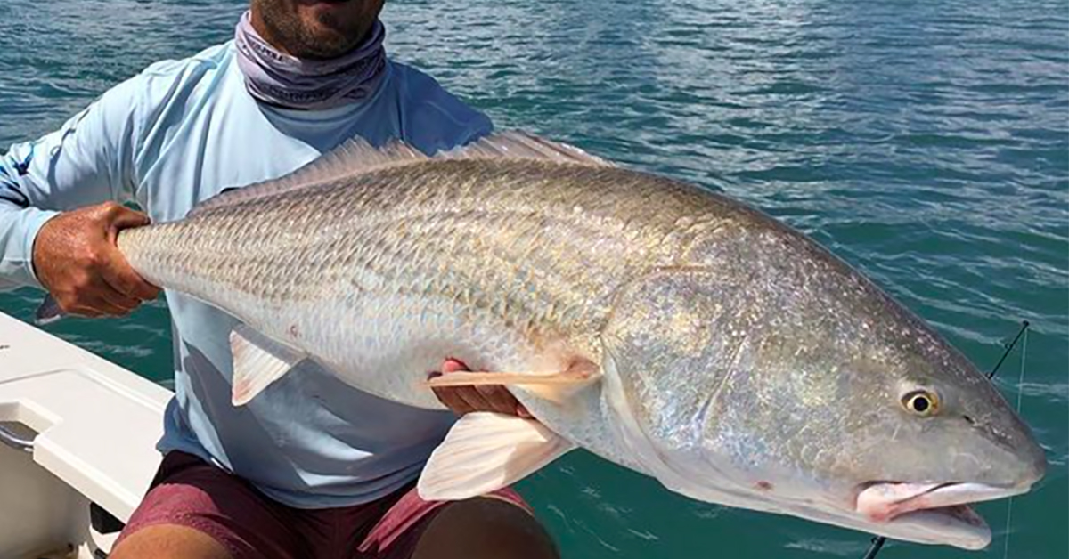 http://how%20to%20release%20big%20redfish