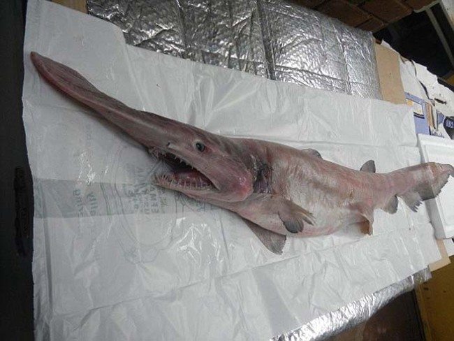goblin shark caught