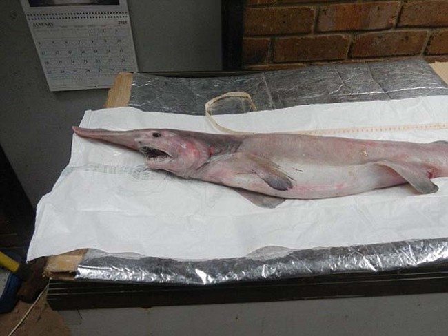 goblin shark caught