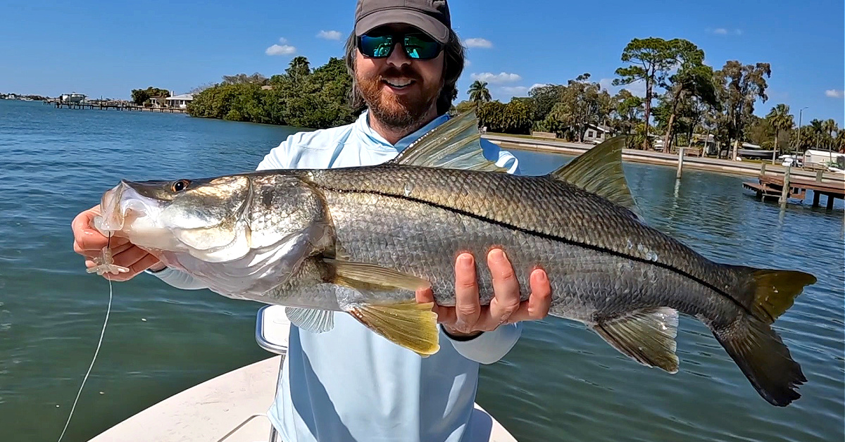 huge snook caught underneath dock on power prawn usa