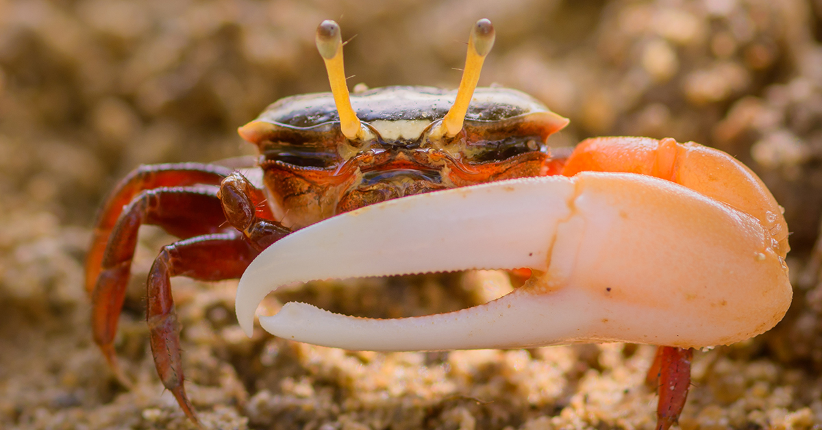 How To Catch Fiddler Crabs For Bait (Quick & Easy Way)