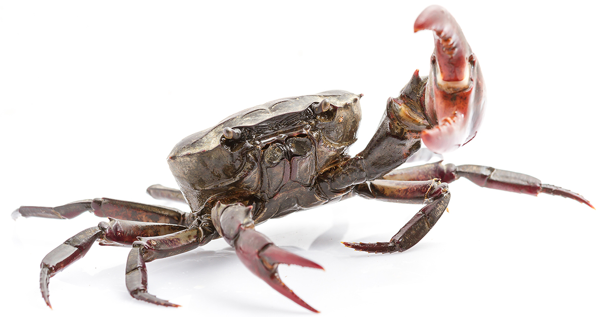 http://how%20to%20rig%20fiddler%20crabs