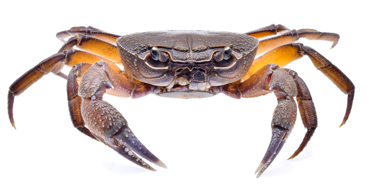 http://how%20to%20catch%20fiddler%20crabs