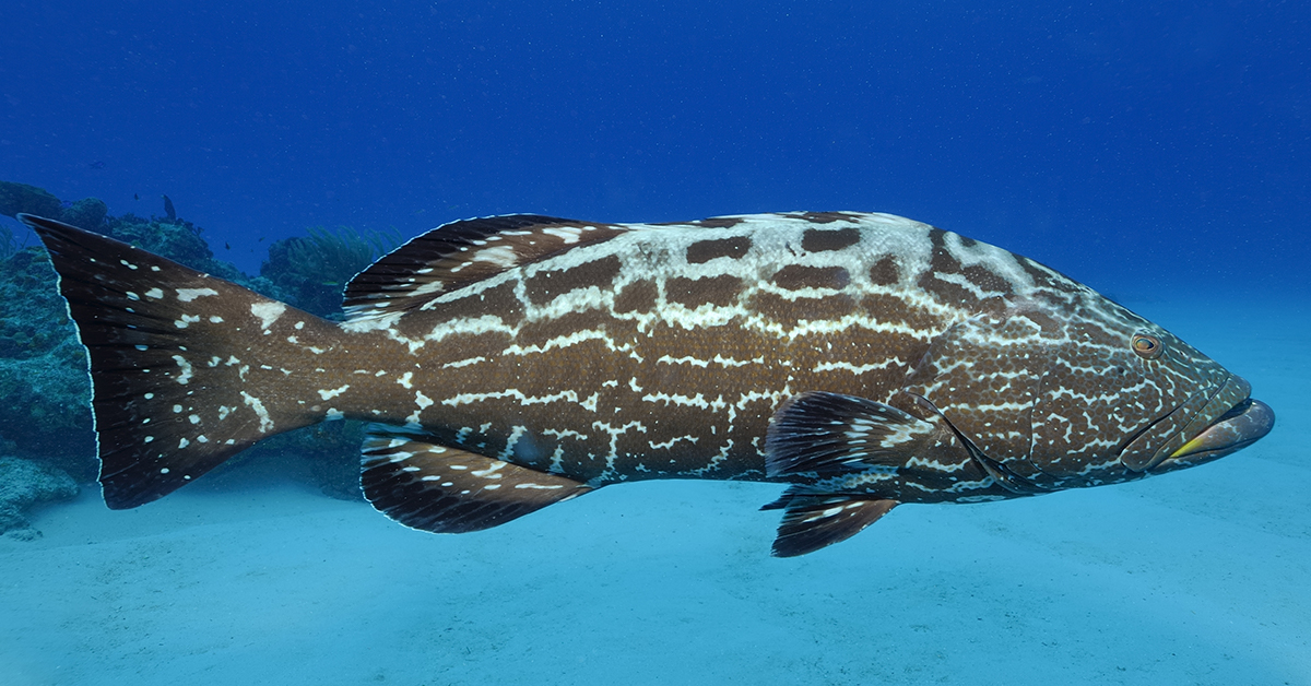 Black grouper almost alway need to be vented
