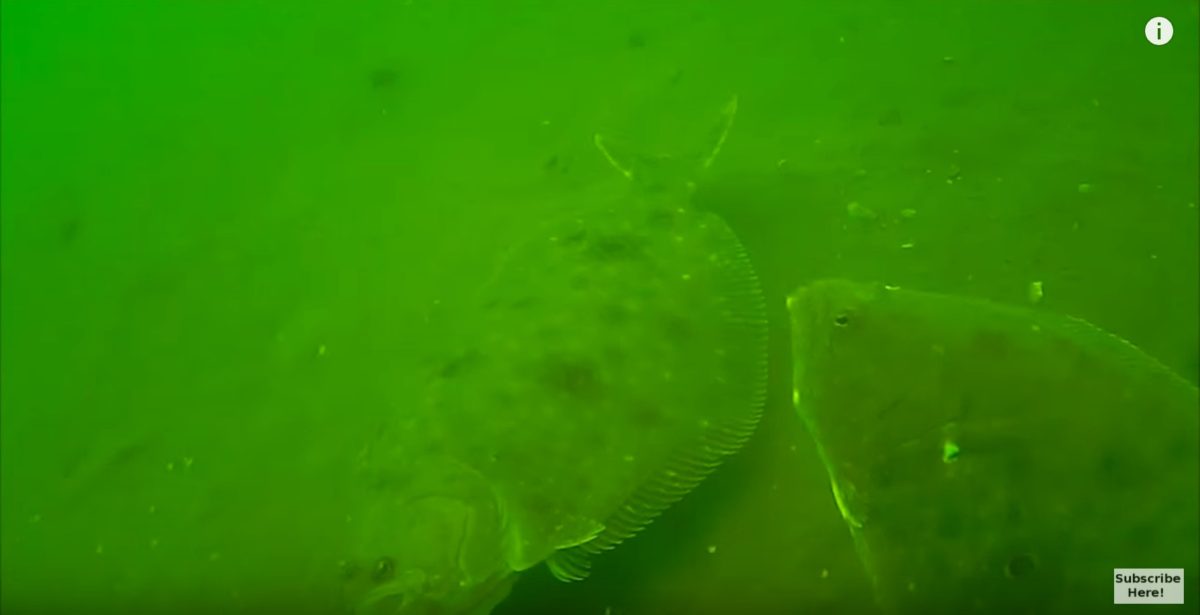 Bucktail vs. Berkley Gulp In Some Amazing Underwater Flounder Footage!
