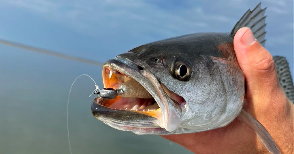 Quick & Easy Way To Find Winter Speckled Trout