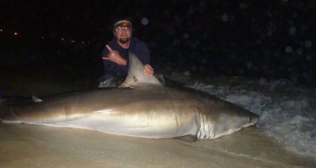 great white shark caught on florida beach