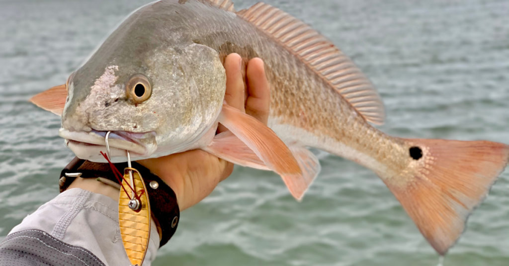 using spoons to catch redfish