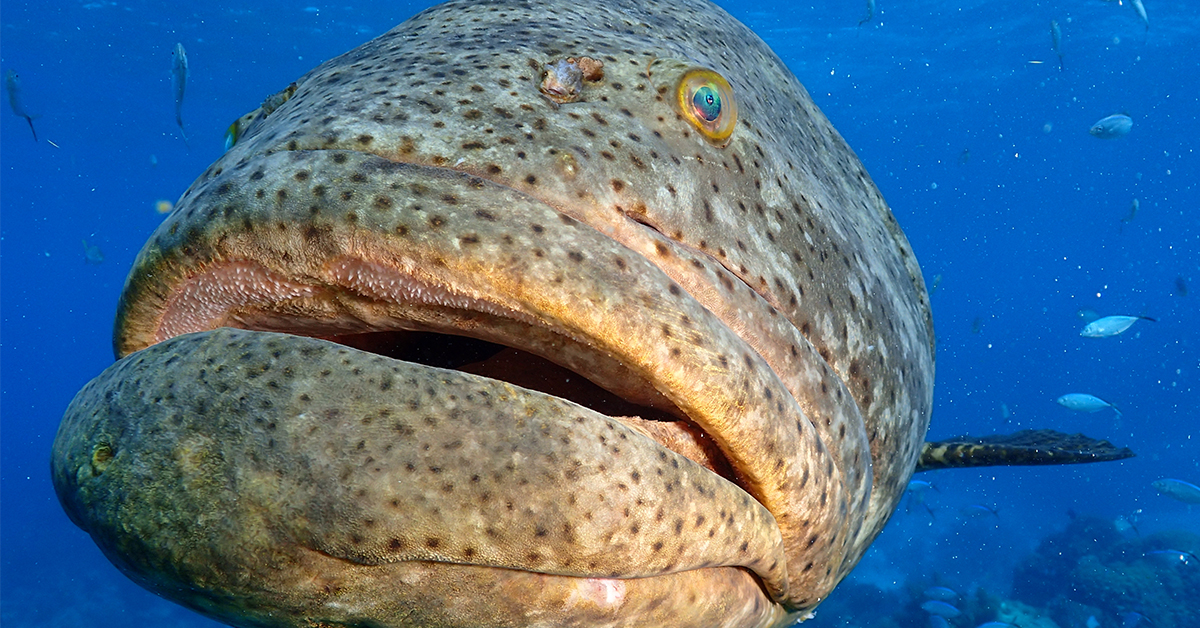 http://where%20did%20the%20name%20goliath%20grouper%20come%20from