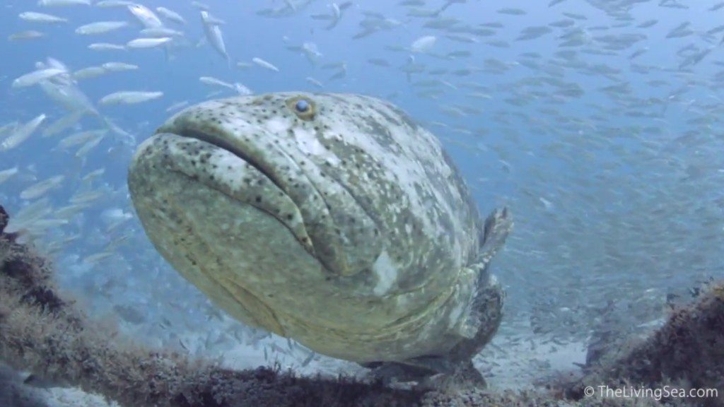 Top 5 Myths About How The "Jewfish" Got Its Name