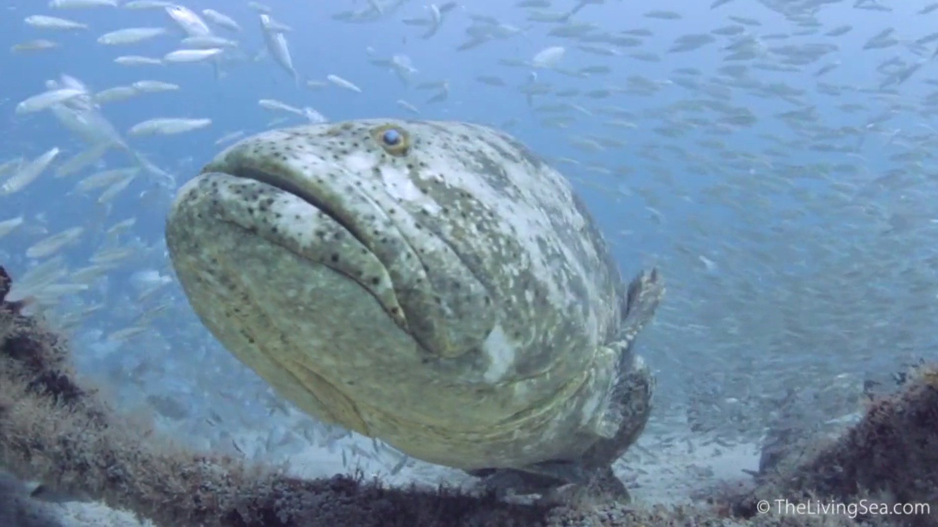 life of a goliath grouper