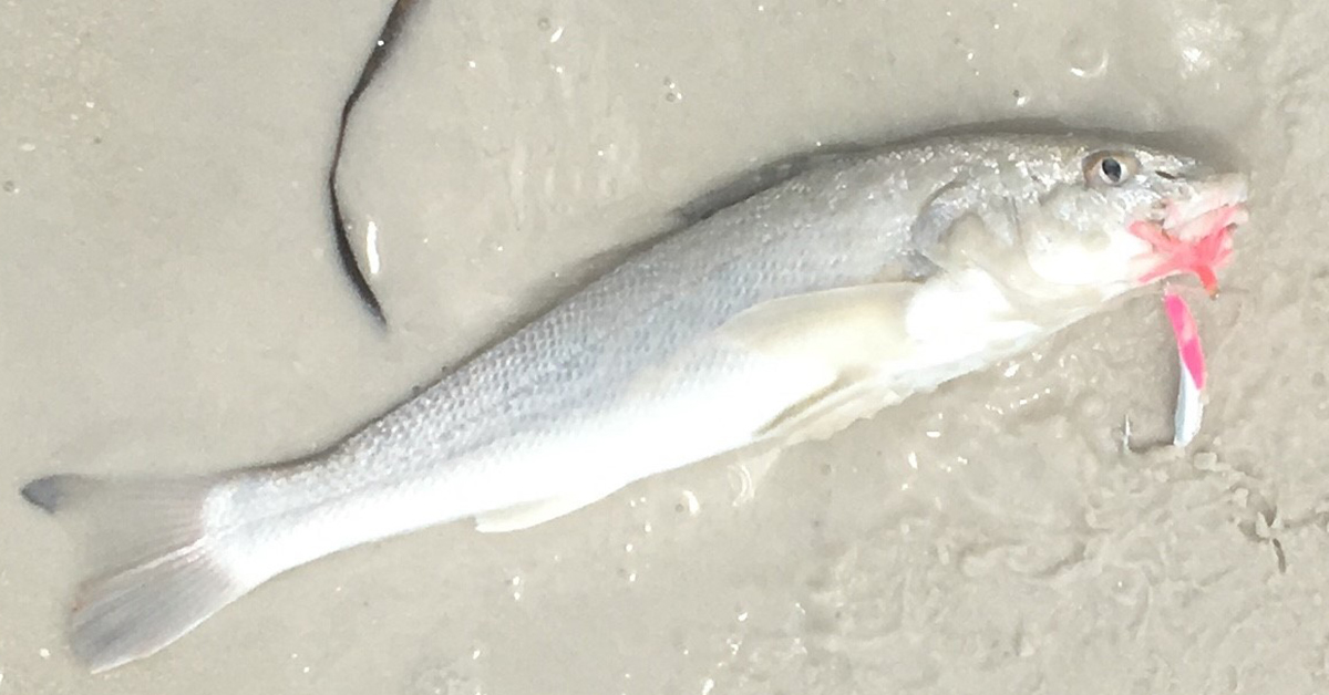 Whiting caught on Goofy Jig