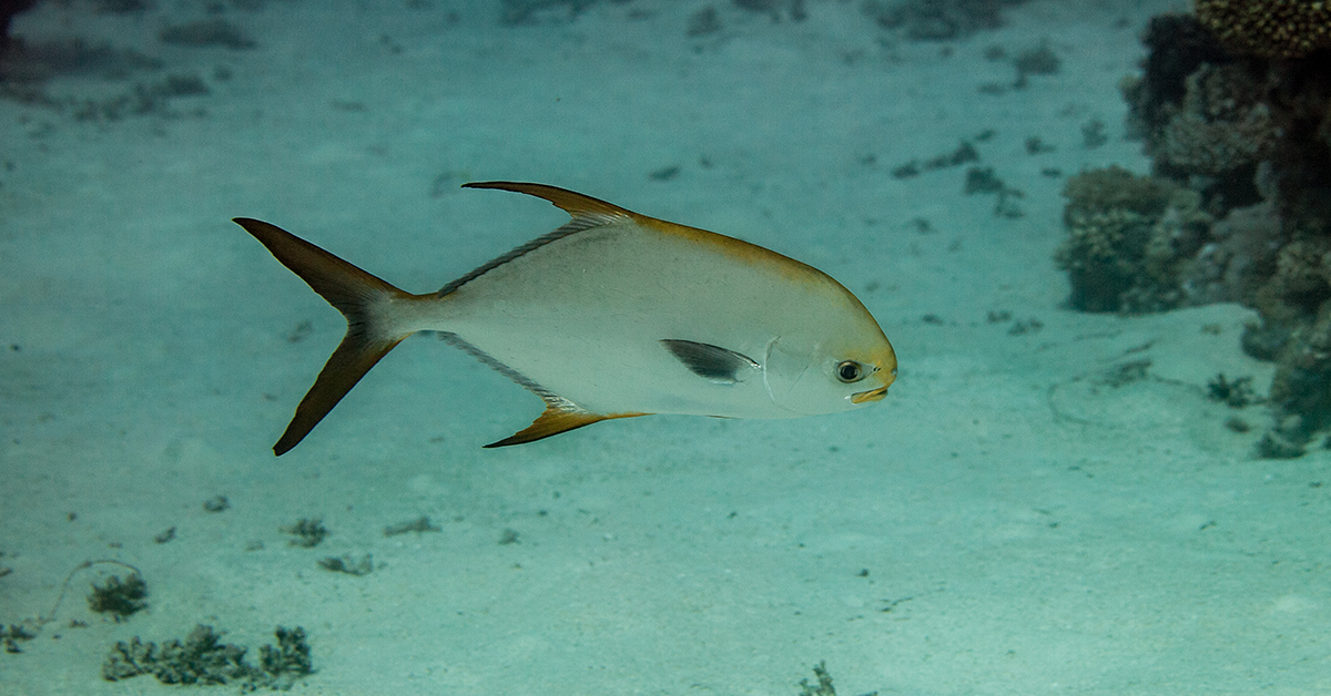 Pompano on the bottom