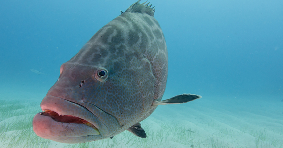 http://deep%20sea%20fishing%20for%20grouper