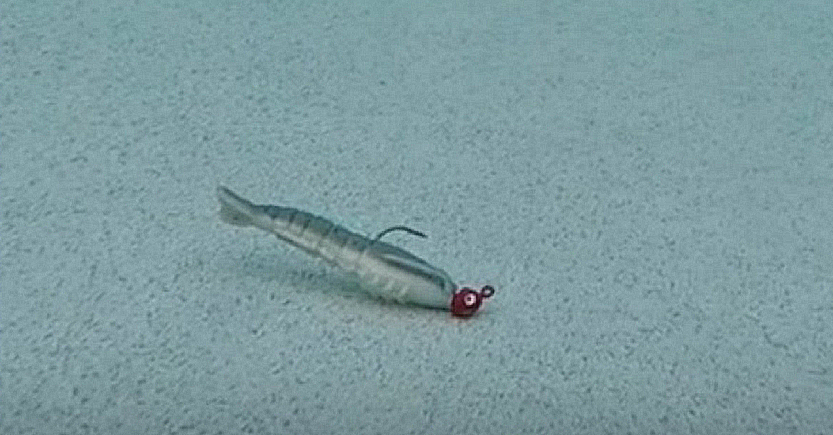 Gulp Shrimp underwater