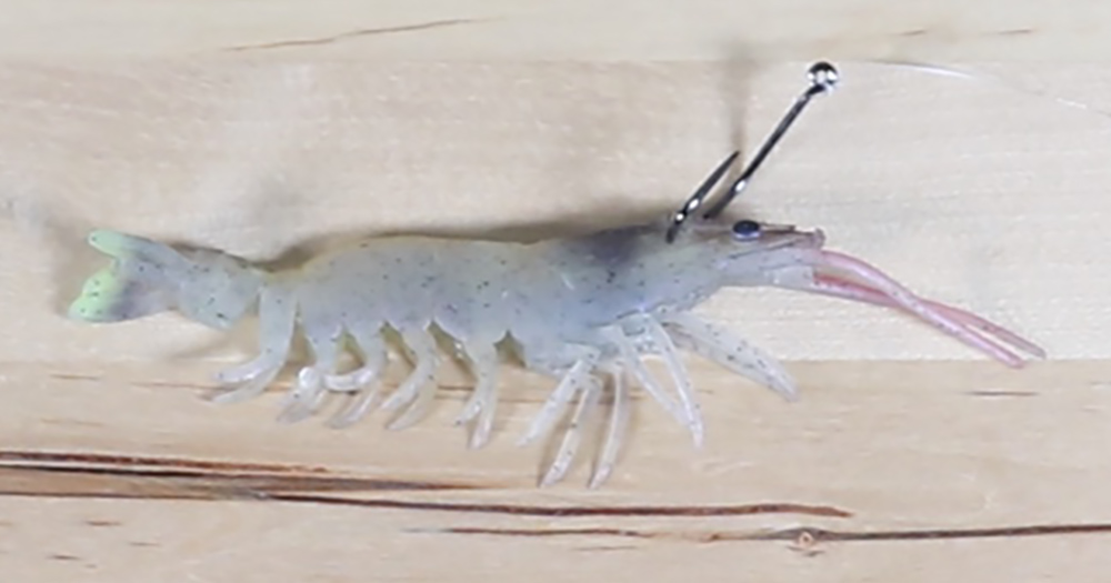 rigging shrimp in the head