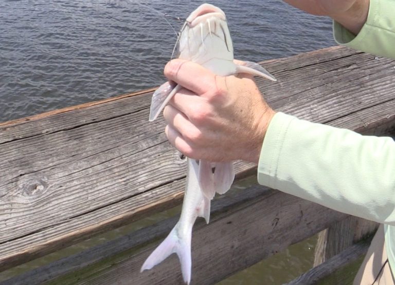 How To Unhook A Saltwater Catfish With Or Without Touching It [VIDEO]