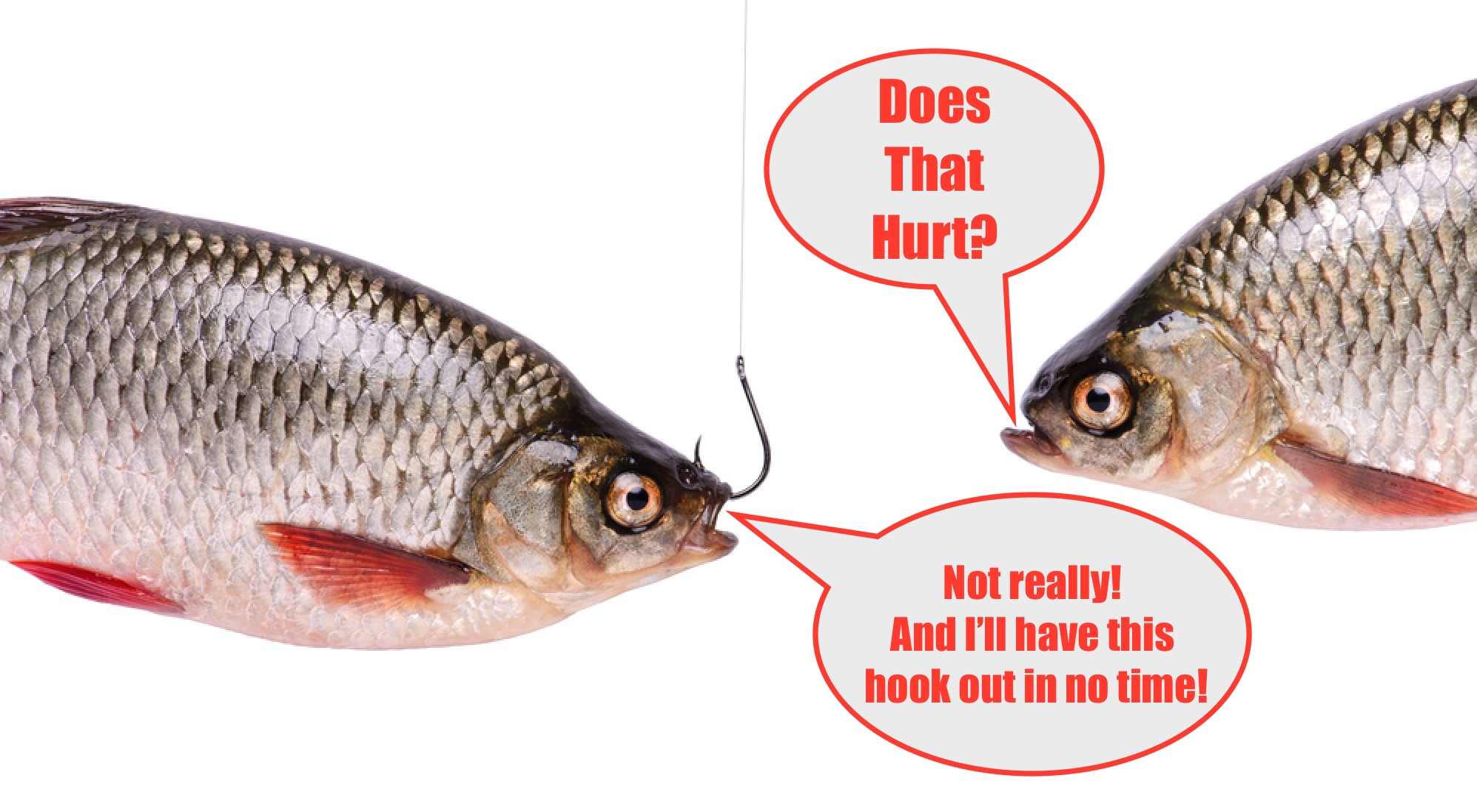 The Truth About Leaving A Fishing Lure In A Fish's Mouth (STUDY)